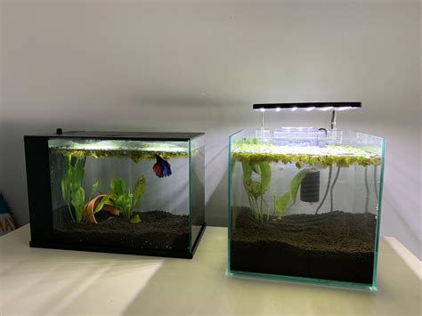 best fish for 3 gallon aquarium|fish for 2.5 gallon tank.